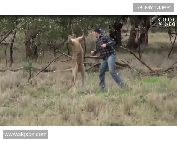 波城与尚布利激战正酣谁能在这场较量中脱颖而出